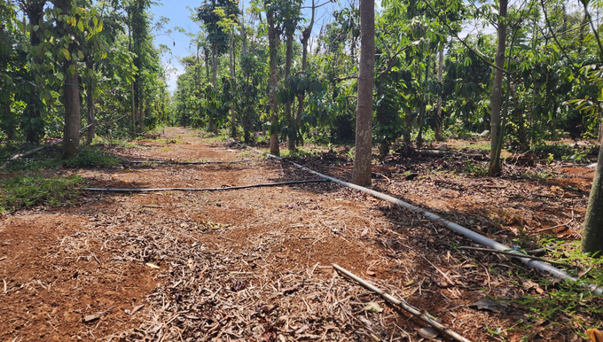 Nhiều vườn cà phê tại Đắk Lắk đã được đầu tư hệ thống tưới tiết kiệm. Ảnh: Quang Yên.