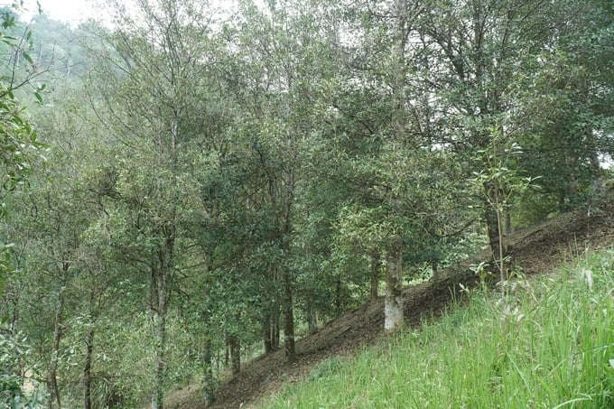Cây hồi ở tỉnh Bắc Kạn chủ yếu trồng ở sườn đồi, nơi đất có độ dốc cao. Ảnh: Đình Hợi. 