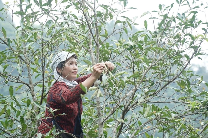 The anise tree has helped many people in Bac Kan province achieve stable incomes. Photo: Dinh Hoi.