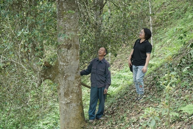 Ông Nông Đức Diện (xã Sỹ Bình, huyện Bạch Thông) bên cây hồi gần 100 năm tuổi của gia đình. Ảnh: Đình Hợi. 