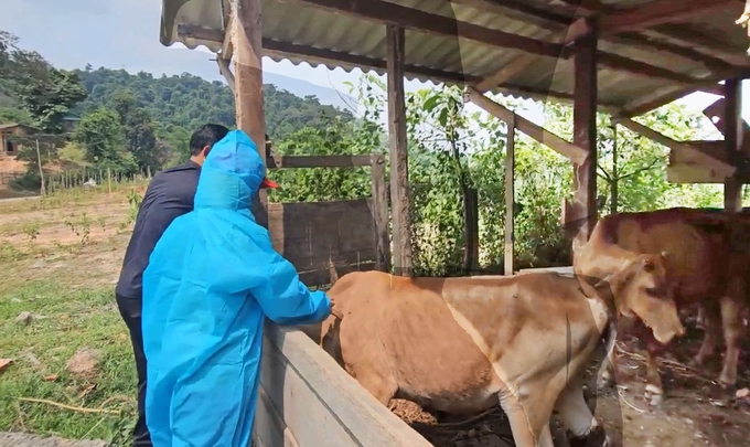 Cán bộ thú y xã Lâm Thủy tiêm vacxin phòng lở mồm long móng trên đàn bò của bà con. Ảnh: T. Phùng.