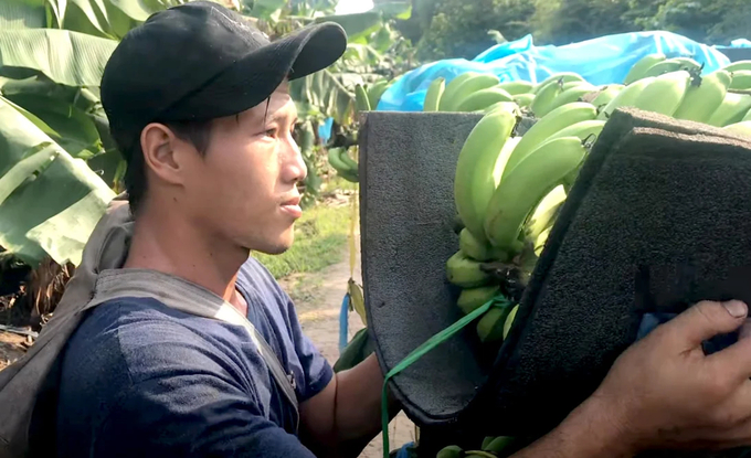 Harvesting bananas at a farm in the Southeast region. Photo: Son Trang.