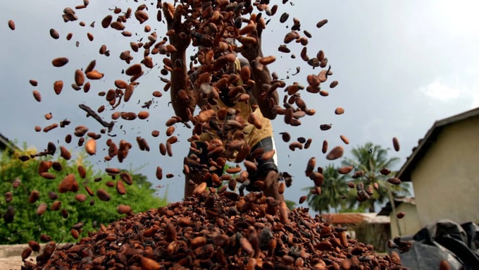 Cocoa prices are changing unpredictably in the market.