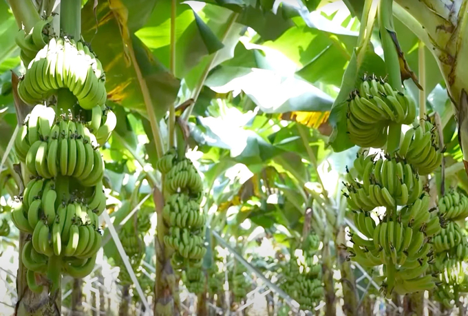 Banana garden for export of Thanh Binh General Agricultural Cooperative. Photo: Son Trang.
