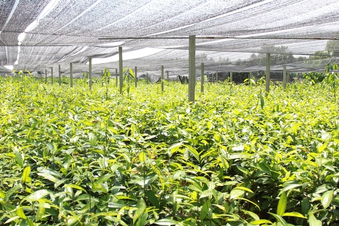 The establishment of high-quality cinnamon seedling farms and forests is a priority investment for Yen Bai province. Photo: Thanh Tien.