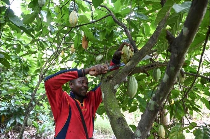 In Ivory Coast, with record heat the precious cocoa beans are no longer ripening as they should.