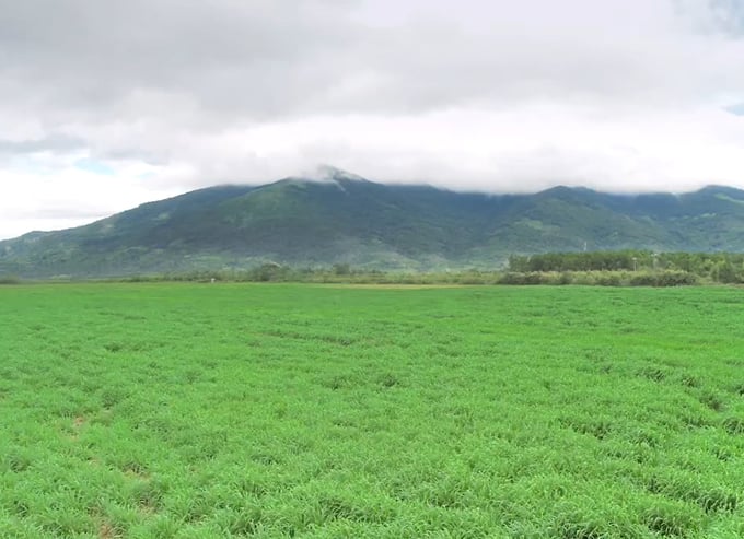 A grass field serves as food for dairy cows in Mang Yang. Photo: Son Trang.