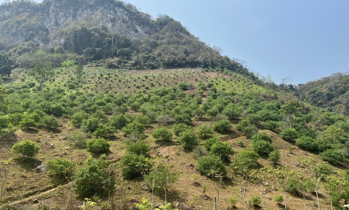 Vast apricot gardens in Cao Ky commune, Cho Moi district. Photo: Dinh Hoi.