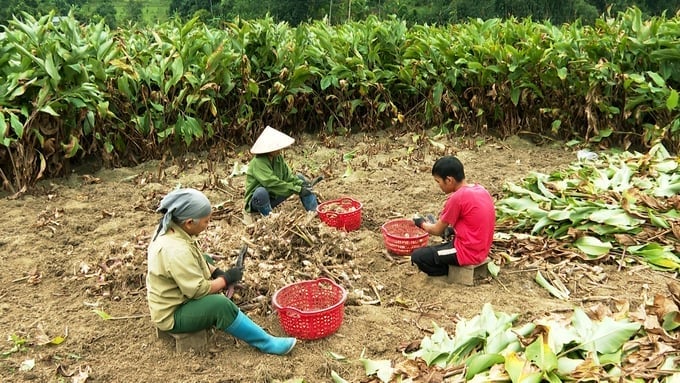 Na Ri is the district with the largest arrowroot growing area in Bac Kan province. Photo: Ngoc Tu.