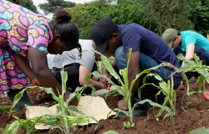 Scientists evaluate the survival of fall armyworms on some of the maize plants.