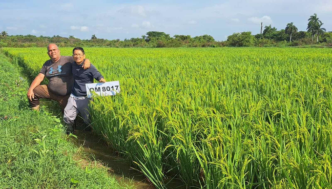 Dự án hợp tác phát triển lúa gạo ở Cuba đạt nhiều kết quả tích cực.