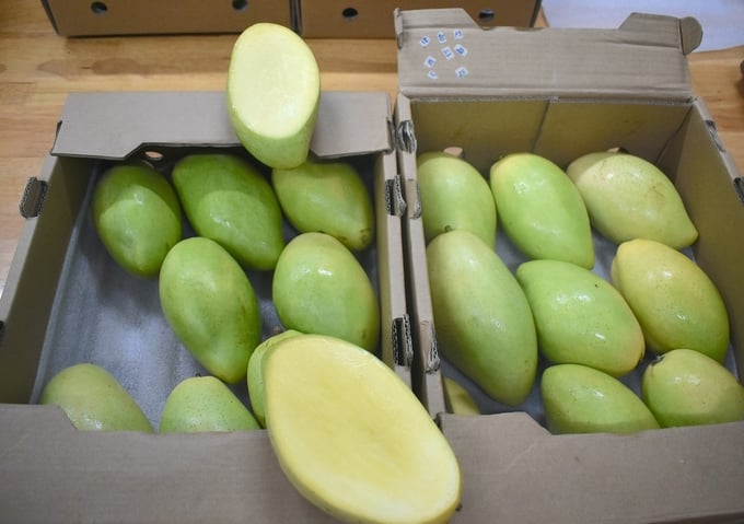 Mangoes maintain their quality and freshness after three weeks of preservation.