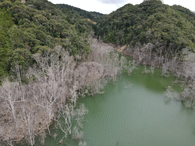 Thủy điện Thượng Kon Tum tích nước làm 25ha rừng bị chết. Ảnh: Tuấn Anh.