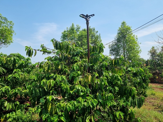 Phần lớn người trồng cà phê ở Tây Nguyên hiện nay vẫn sử dụng béc tưới trên cao, hiệu quả tưới thấp và lãng phí nước. Ảnh: Tuấn Anh.