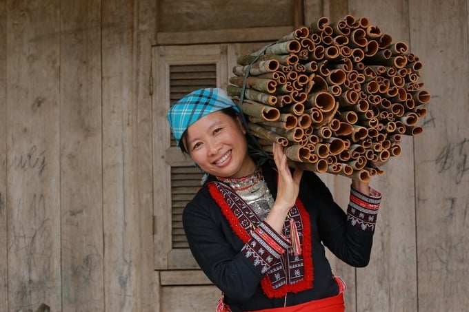 With higher income levels and supported product consumption, local farmers have developed a strong connection with organic cinnamon production businesses. Photo: Thanh Tien.