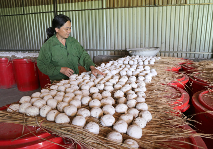 Yeast made from herbs is the secret to creating the traditional wine of Bang Phuc commune. Photo: Dinh Hoi.