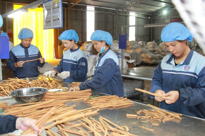 Son Ha Spice & Flavorings Co. Ltd. has collaborated with local farmers in Yen Bai and Lao Cai to develop organic cinnamon raw material areas. Photo: Thanh Tien.