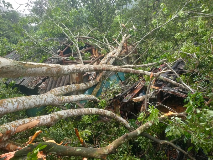 Cây cối đổ đè sập mái nhà người dân ở huyện Bạch Thông. Ảnh: Ngọc Tú. 