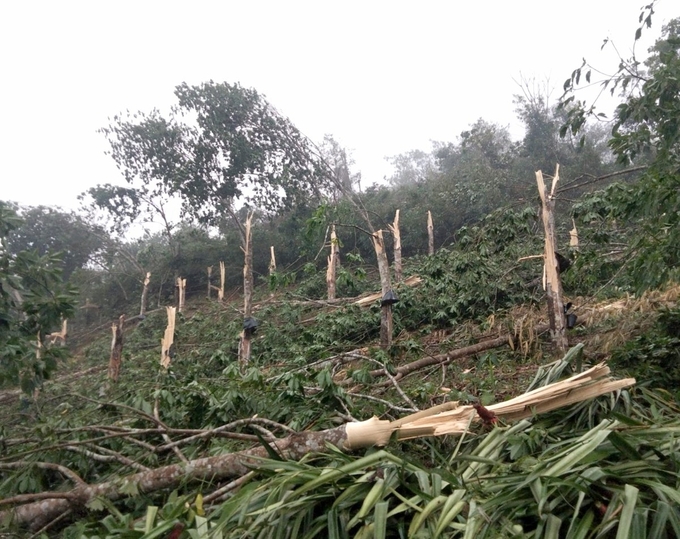 Nhiều cây cao su ở Sìn Hồ (Lai Châu) bị gãy đổ. Ảnh: T.P.