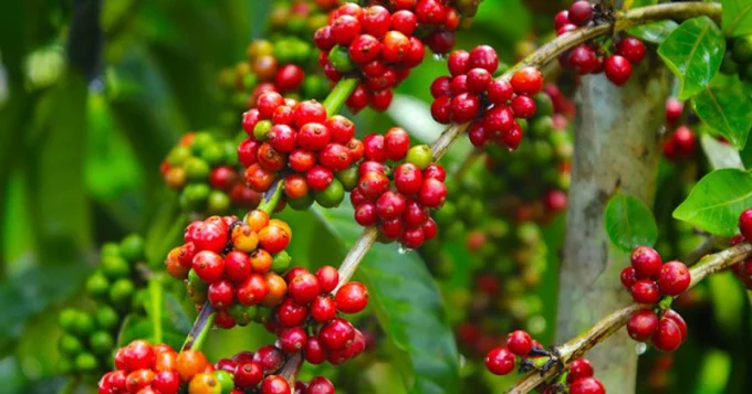 The latest coffee market prices on 04/19/2024
