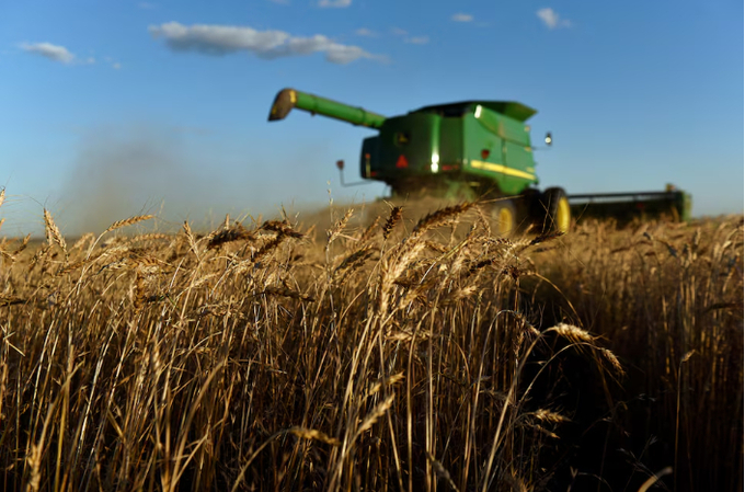 A combine harvests wheat in Corn, Oklahoma, U.S., June 12, 2019.