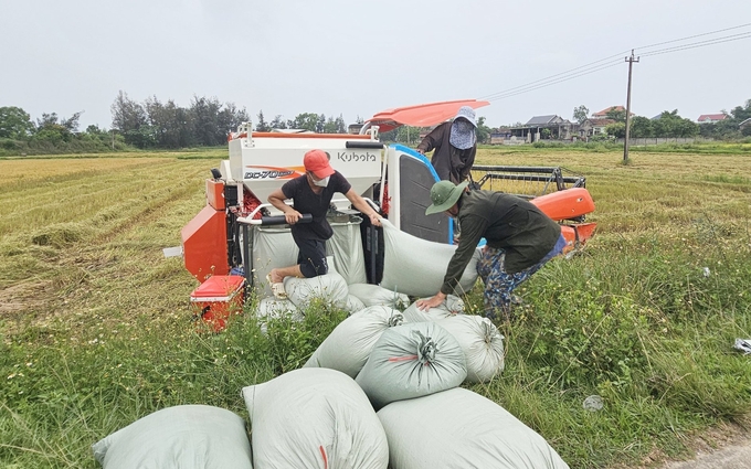 Nông dân tại xã Hàm Ninh đánh giá vụ lúa xuân sớm năm nay được mùa, năng suất các giống lúa chất lượng cao đạt từ 65 - 70 tạ/ha. Ảnh: T. Đức.