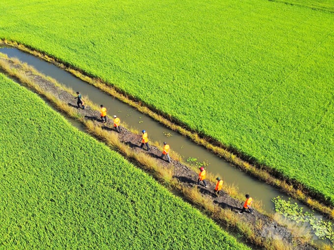 Dong Thap wants SunRice Group to participate in the 1 million hectares of high-quality rice project. Photo: Le Hoang Vu.