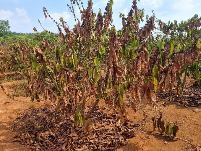 According to local households, if there is no rain in the next few days, the coffee plantations are at risk of total loss. Photo: Tuan Anh