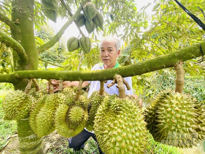 Many types of durian prices have increased by at least VND 3,000 - 15,000/kg compared to the same period last year and are currently at a very high level. Photo: Le Hoang Vu