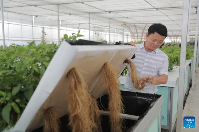 Giám đốc trang trại Lãnh Thiên Hoa kiểm tra điều kiện phát triển của rễ cây dựa trên công nghệ nuôi cấy không cần đất tại một trang trại tại thị trấn Bính Cốc, huyện Mễ Dị, tỉnh Tứ Xuyên. 