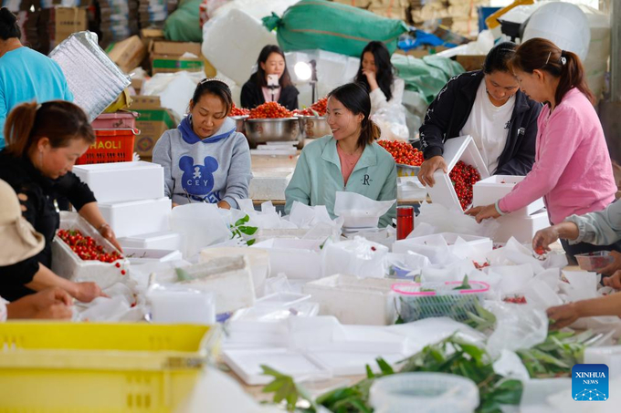 Công nhân đang phân loại quả anh đào tại một trung tâm phân loại ở thị trấn Phổ Vĩ, huyện Mễ Dị, tỉnh Tứ Xuyên, Trung Quốc.