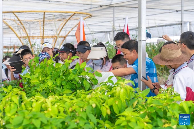 Giám đốc trang trại Lãnh Thiên Hoa giới thiệu công nghệ nuôi cấy không cần đất cho học sinh tại một trang trại ở thị trấn Bính Cốc. 