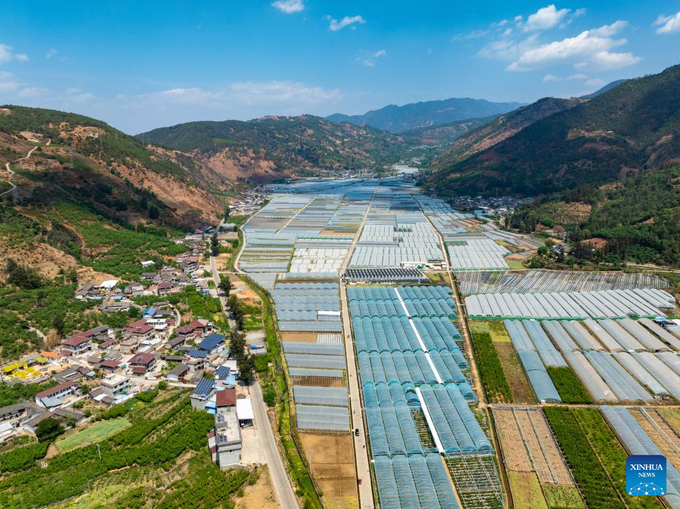 Cơ sở trồng việt quất tại thị trấn Phổ Vĩ thuộc huyện Mễ Dị, tỉnh Tứ Xuyên, phía tây nam Trung Quốc.
