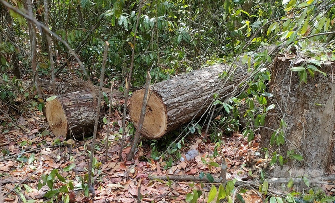 Số gỗ quý trái phép tại Khu bảo tồn thiên nhiên Bình Châu - Phước Bửu mà lâm tặc chưa kịp vận chuyển. Ảnh: Quang Anh.