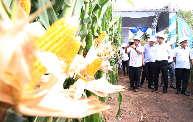 Ông Nguyễn Thiên Văn, Phó chủ tịch UBND tỉnh Đắk Lắk dùng điện thoại chụp lại những quả ngô to, đều hạt của giống NK6101BGT. Ảnh: Quang Yên.