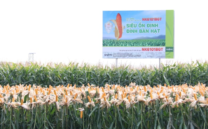 Công ty TNHH Syngenta Việt Nam chính thức giới thiệu giống ngô lai đơn F1 chuyển gen NK6101BGT với bà con nông dân trồng ngô tại các tỉnh phía Nam. Ảnh: Quang Yên.