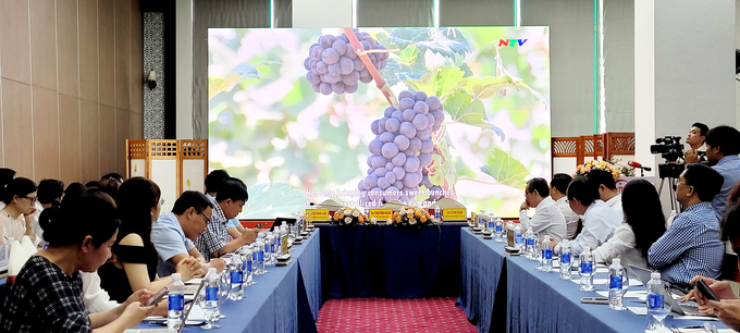 Đặc sản nho Ninh Thuận được giới thiệu tại buổi họp báo.