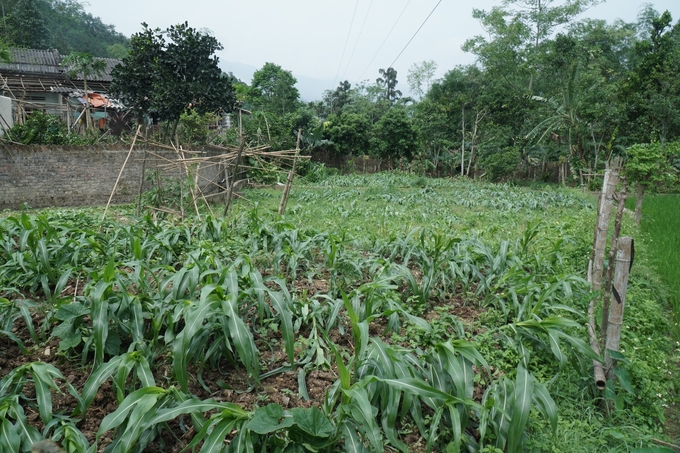 Ngô là cây lương thực quan trọng ở một số vùng núi thiếu nước ở Cao Bằng bị gió lộc gây thiệt hại nặng. Ảnh: Người dân cung cấp. 