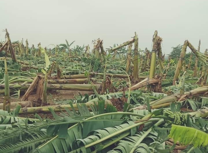 Diện tích lớn trồng chuối tại xã Bản Nguyên, huyện Lâm Thao bị đổ ngã. Ảnh: Quang Linh.