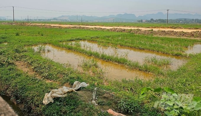 Diện tích đất nông nghiệp mắc kẹt khó canh tác tại thôn Ban Thọ, xã Vạn Thắng. Ảnh: Quốc Toản.