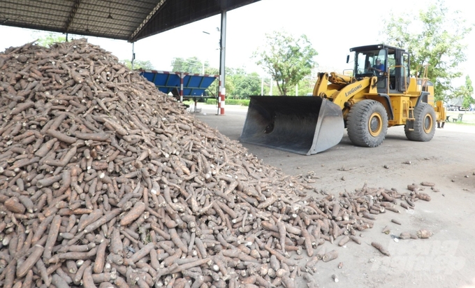 Tây Ninh được xem là công xưởng ngành chế biến tinh bột sắn của cả nước. Ảnh: Trần Trung.