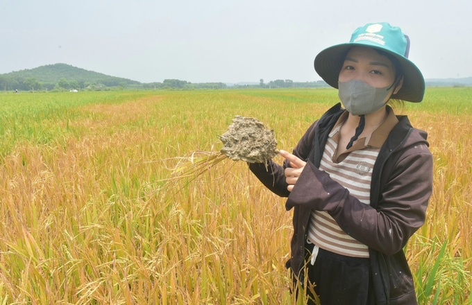Chị Trần Thị Xanh bên ruộng lúa chết khô bất thường. nong duoc viet nam