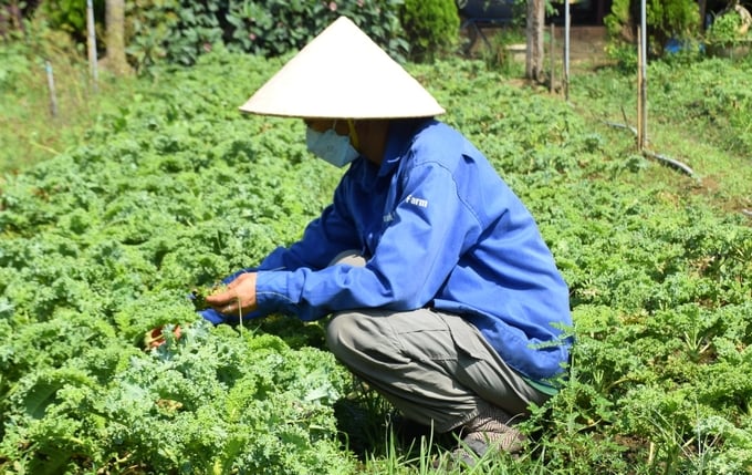 Kỹ sư nông nghiệp trẻ Hà Thị Thu Thảo xem cây 'bắt bệnh' mỗi ngày để bổ sung dinh dưỡng cho cây trồng. Ảnh: V.Đ.T.