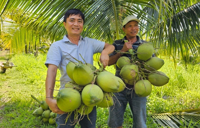 Trang trại dừa Phượng Hoàng Farm thu hoạch những buồng dừa trồng theo hướng hữu cơ. Ảnh: KS.