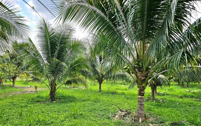 Trang trại dừa xanh tốt từ dưới gốc đến ngọn cây trong thời tiết nắng hạn. Ảnh: KS.
