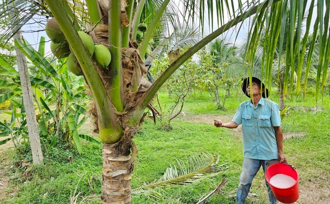 Lao động tại trang trại cho dừa 'ăn muối' bằng cách bỏ trên các bẹ dừa, ngọn cây. Ảnh: KS.