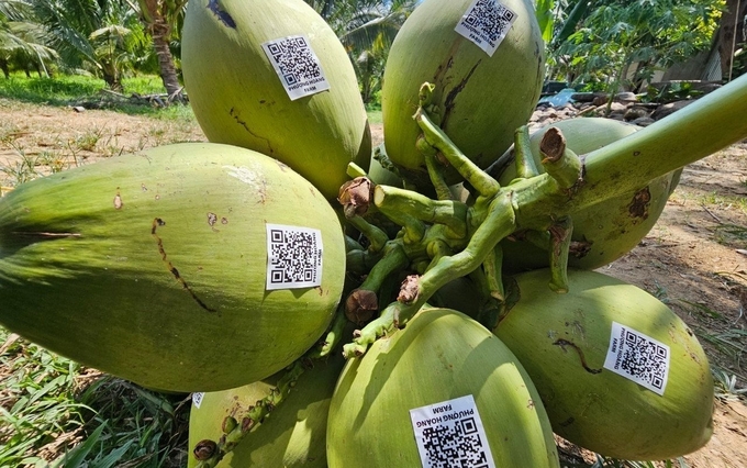 Những quả dừa của trang trại Phượng Hoàng Farm được dán mã truy xuất nguồn gốc trước khi giao cho người tiêu dùng. Ảnh: KS.