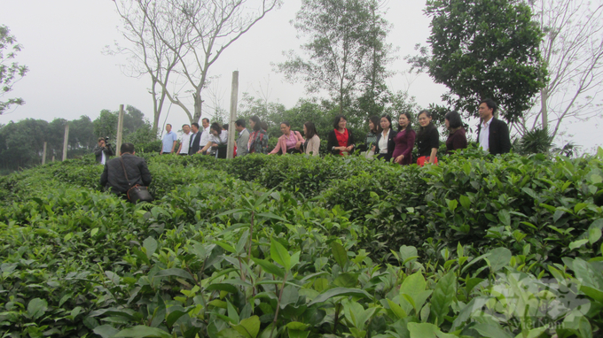 Các đại biểu tham quan mô hình sản xuất chè hữu cơ tại HTX Khe Cốc (Tức Tranh, Phú Lương, Thái Nguyên). Ảnh: Hải Tiến.  