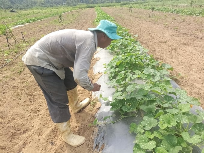 Xen trong vườn bưởi và ổi lê hữu cơ, anh Nguyễn Ngọc Thường đang trồng 4.000 gốc dưa các loại và rau hữu cơ để lấy ngắn nuôi dài. Ảnh: V.Đ.T.