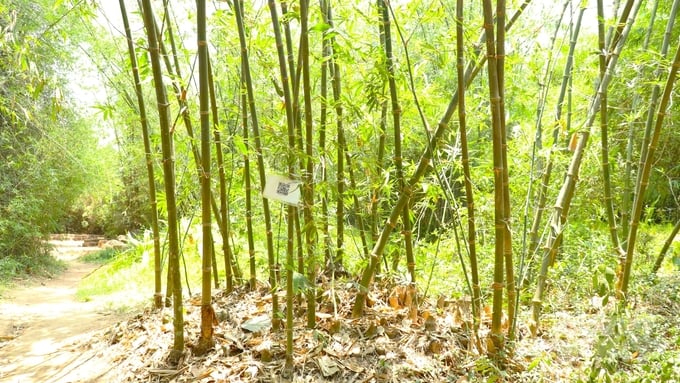 Làng tre Phú An có đóng góp quan trọng trong công tác bảo tồn nguồn gen tre và thảm thực vật khu vực xích đạo. Ảnh: Trần Phi.